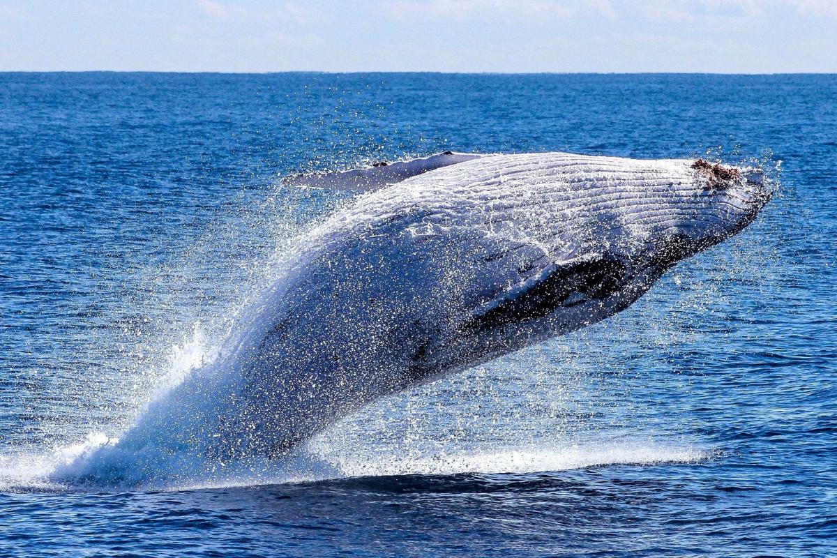 ¿Es la ballena vivípara o ovípara? Descubre la respuesta aquí