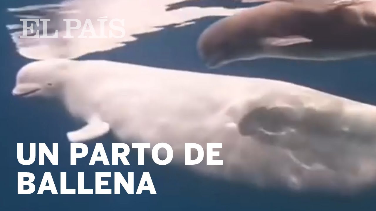 La verdad sobre si la ballena nace de un huevo: mito o realidad